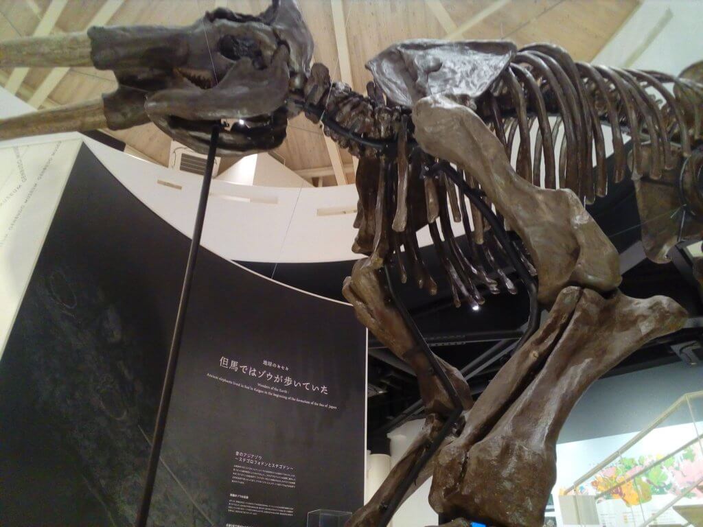 玄武洞ミュージアムの化石標本